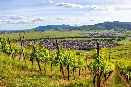 Mythique route des vins d'Alsace - Image 2